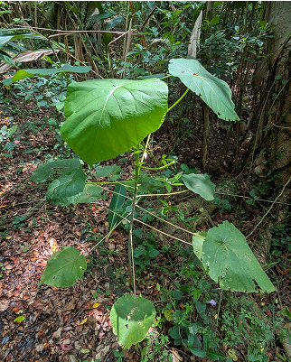 血桐 Macaranga tanarius